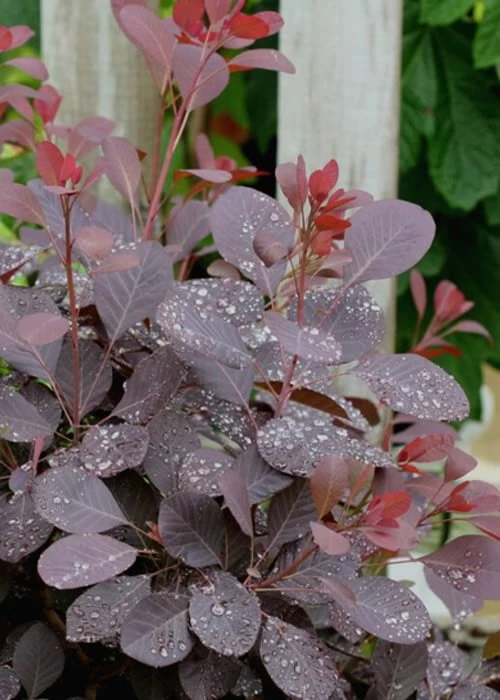 Winecraft Black Smokebush - Cotinus Coggygria - 5 Gallon Pot - Image 5