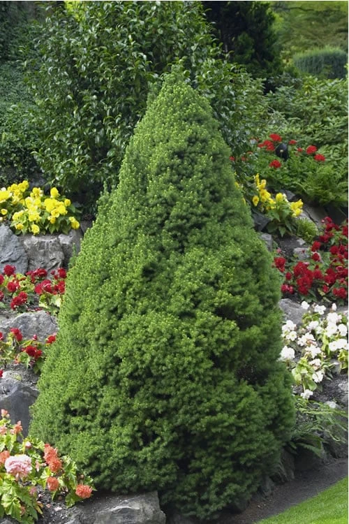 Dwarf Alberta Spruce - 5 Gallon Pot