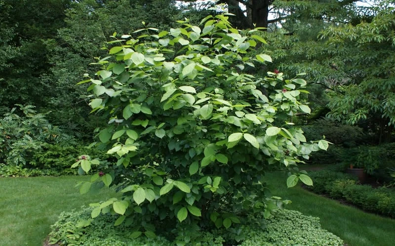 Aphrodite Sweetshrub (Carolina Allspice) - Calycanthus - 1 Gallon Pot - Image 6