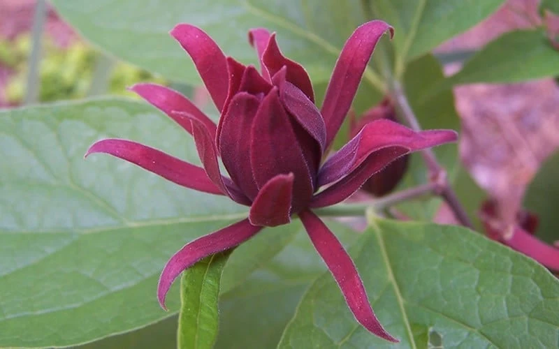 Sweetshrub - Calycanthus Floridus - 3 Gallon Pot - Image 6