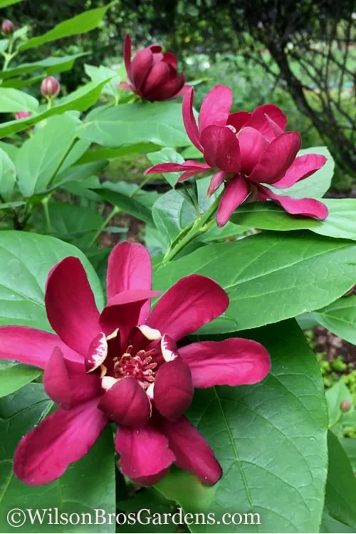 Aphrodite Sweetshrub (Carolina Allspice) - Calycanthus - 1 Gallon Pot - Image 5