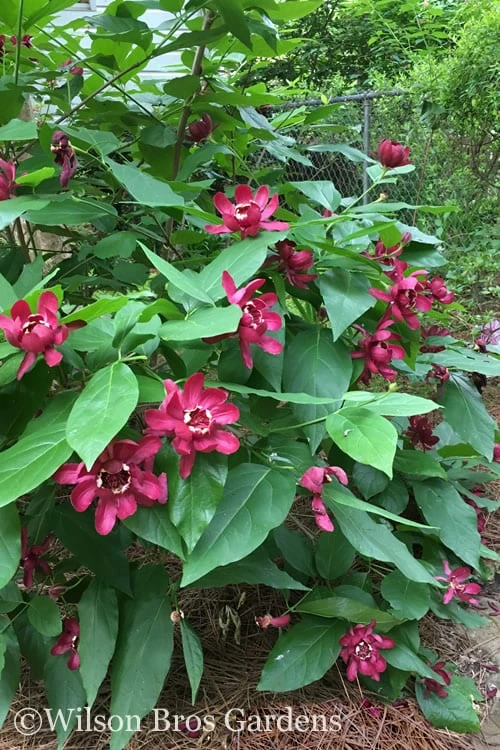 Aphrodite Sweetshrub (Carolina Allspice) - Calycanthus - 1 Gallon Pot - Image 4