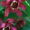 Aphrodite Sweetshrub (Carolina Allspice) - Calycanthus - 1 Gallon Pot