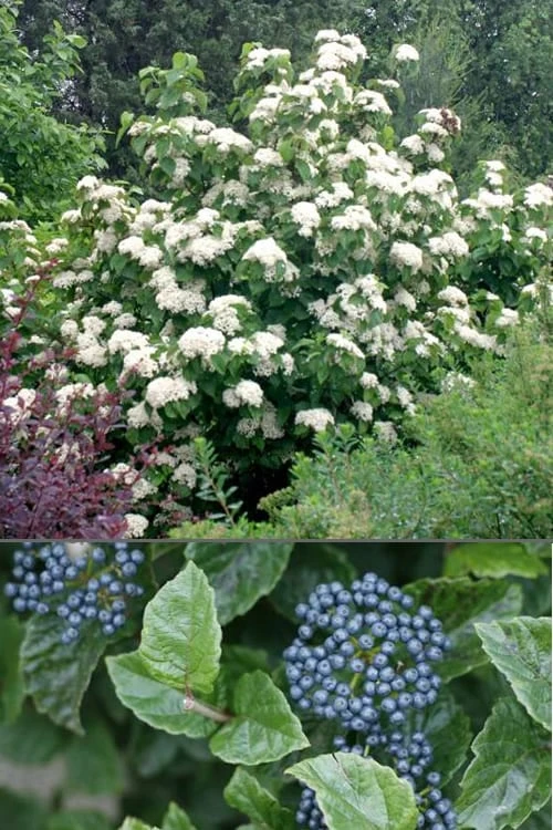 All That Glows Arrowwood Viburnum - 2 Gallon Pot - Image 4