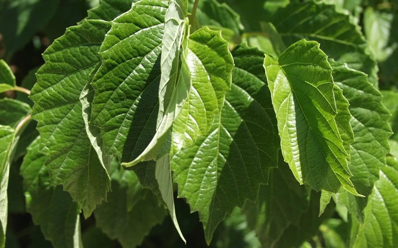 Chicago Luster Arrowwood Viburnum - 3 Gallon Pot - Image 6