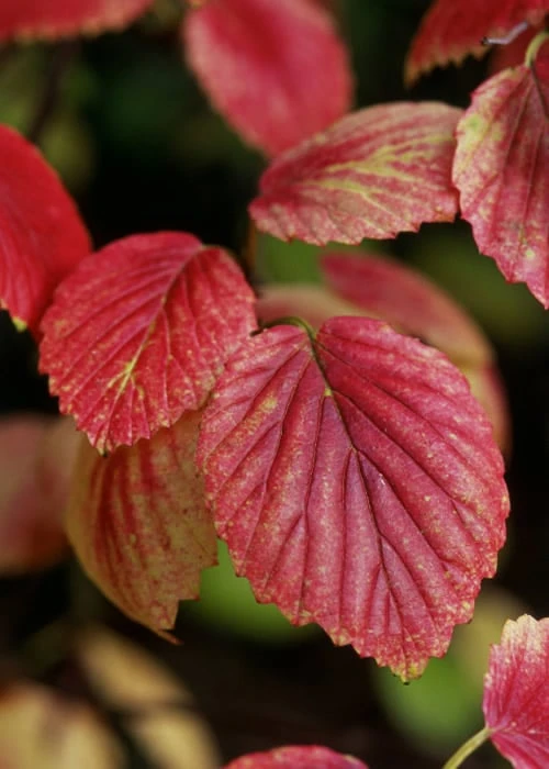 Chicago Luster Arrowwood Viburnum - 3 Gallon Pot - Image 7
