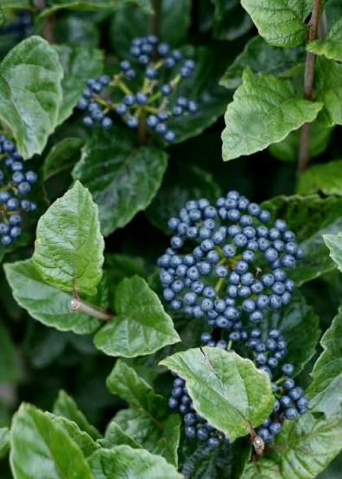 All That Glows Arrowwood Viburnum - 2 Gallon Pot - Image 6