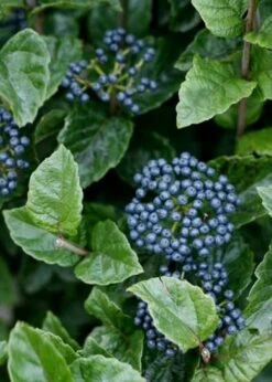 Chicago Luster Arrowwood Viburnum - 1 Gallon Pot