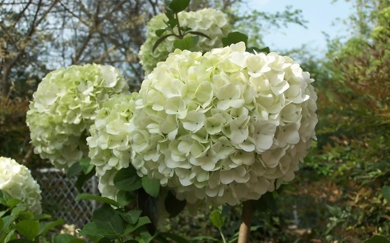 Chinese Snowball Viburnum Bush - 3 Gallon Pot - Image 5