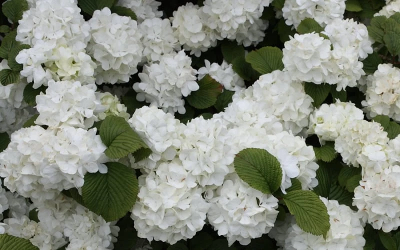 Popcorn Snowball Viburnum Bush - 1 Gallon Pot - Image 5
