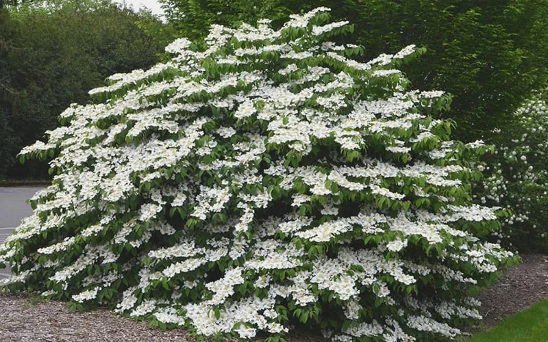 Shasta Doublefile Viburnum - 2 Gallon Pot - Image 4