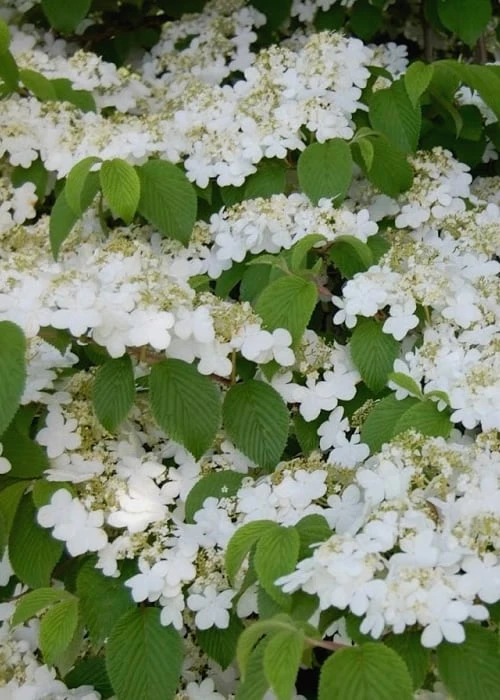 Shasta Doublefile Viburnum - 2 Gallon Pot - Image 7