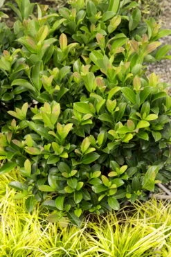 Sugar Cookie Sweet Viburnum - 3 Gallon Pot