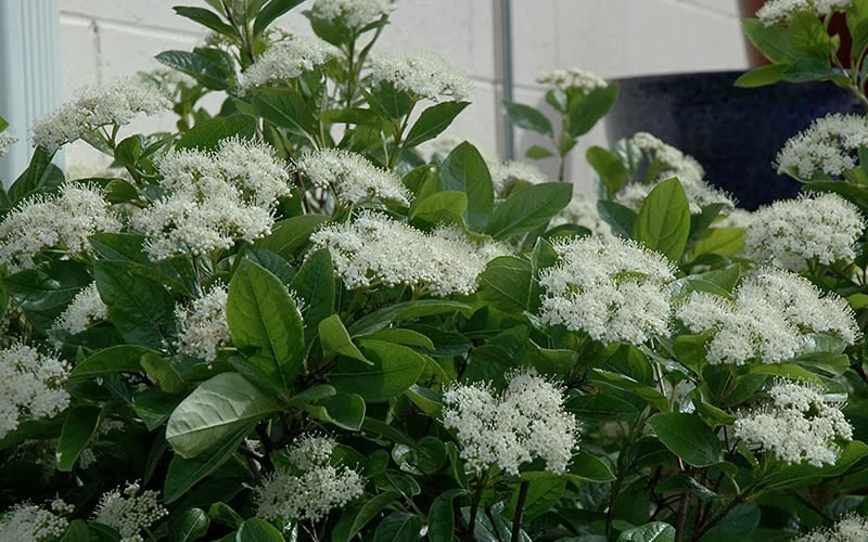 Winterthur Viburnum - 1 Gallon Pot - Image 4