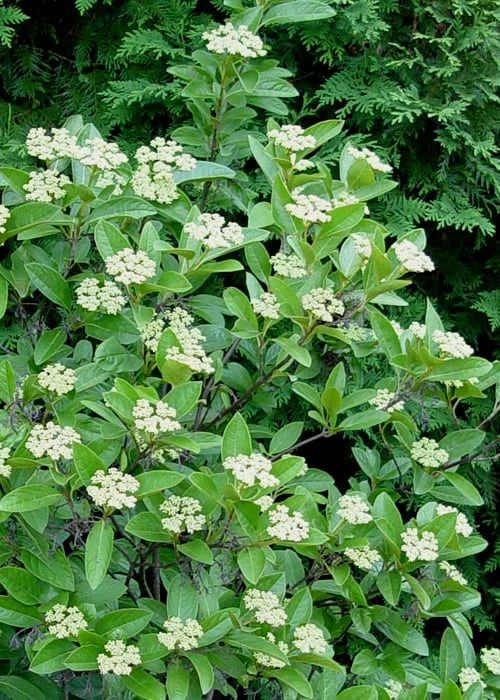 Winterthur Viburnum - 1 Gallon Pot - Image 8