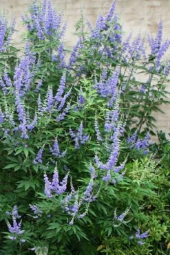 Blue Chaste Tree - Vitex Agnus-castus - 1 Gallon Pot