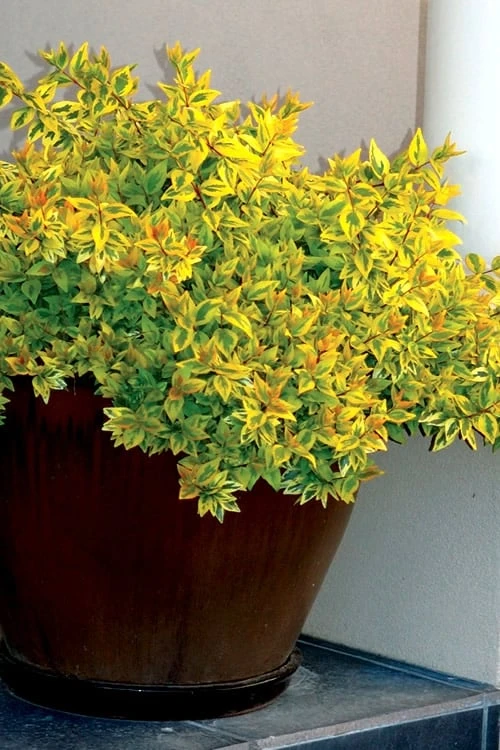 Kaleidoscope Dwarf Abelia - 2 Gallon Pot - Image 5