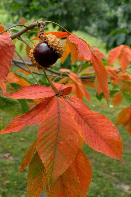 Ohio Buckeye (Aesculus Glabra) - 3 Gallon Pot - Image 10