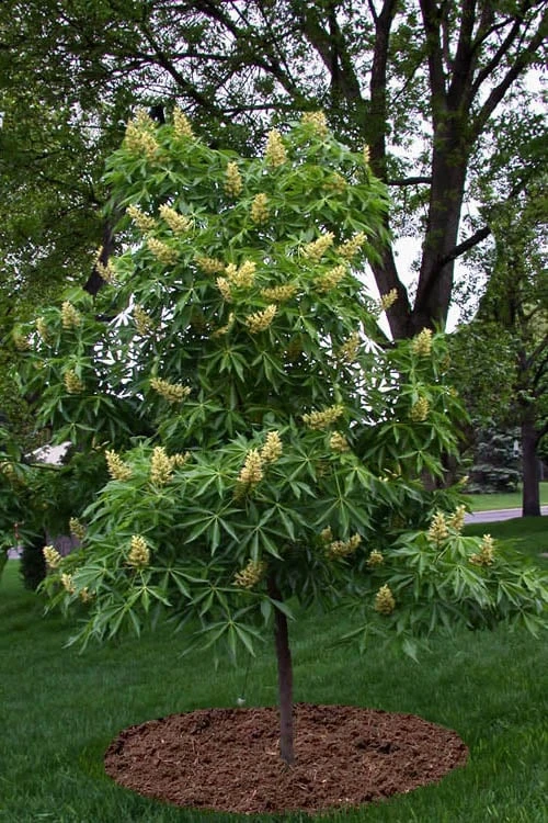 Ohio Buckeye (Aesculus Glabra) - 3 Gallon Pot - Image 6