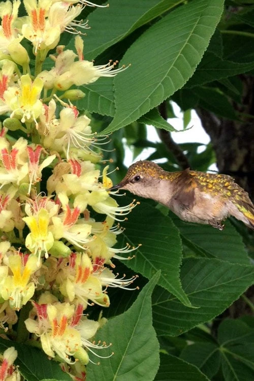 Ohio Buckeye (Aesculus Glabra) - 3 Gallon Pot - Image 5