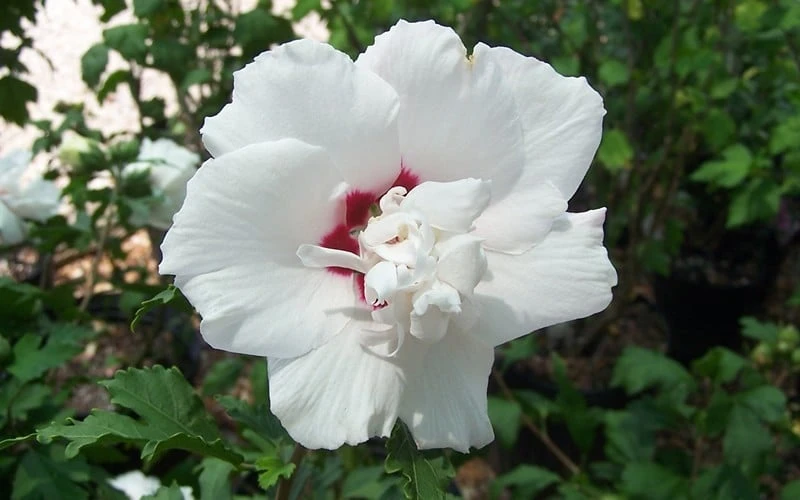 Morning Star Rose Of Sharon (Althea) - Hibiscus Syriacus - 3 Gallon Pot - Image 4