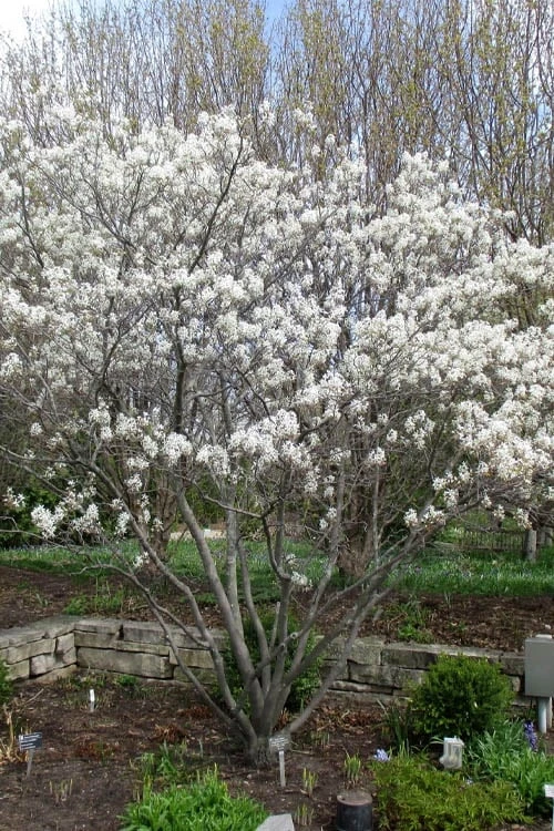 Shadblow Serviceberry Tree (Amelanchier Canadensis) - 5 Gallon Pot - Image 9