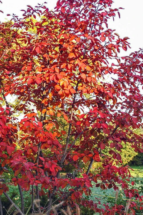 Autumn Brilliance Serviceberry Tree - 1 Gallon Pot - Image 9