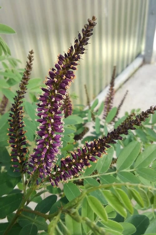 Indigo Bush (Amorpha Fruticosa) - 3 Gallon Pot - Image 4