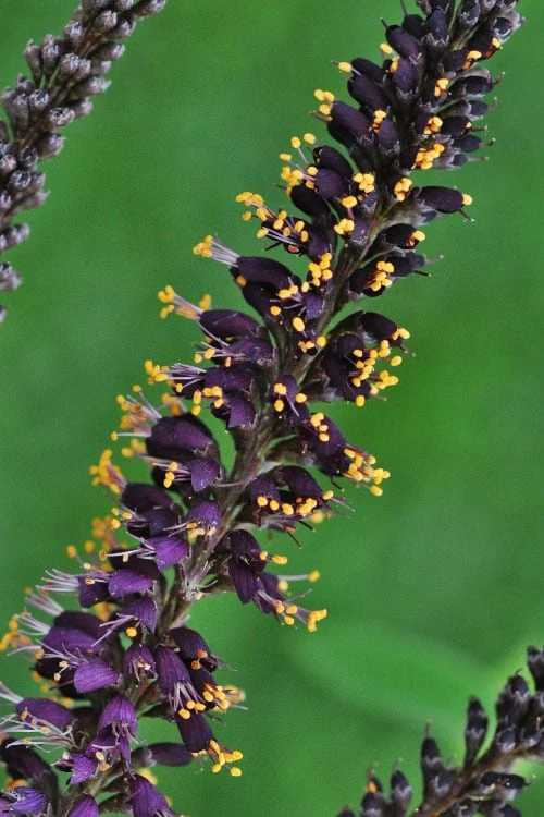 Indigo Bush (Amorpha Fruticosa) - 3 Gallon Pot - Image 10