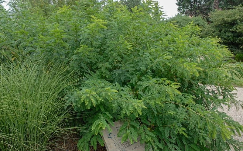 Indigo Bush (Amorpha Fruticosa) - 3 Gallon Pot - Image 5