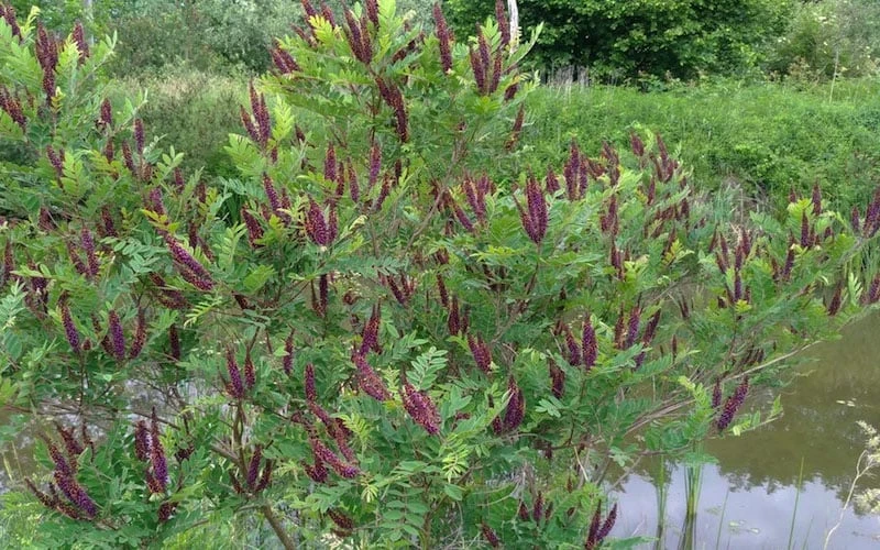 Indigo Bush (Amorpha Fruticosa) - 3 Gallon Pot - Image 9