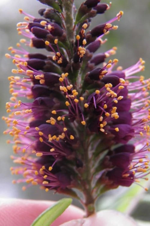 Indigo Bush (Amorpha Fruticosa) - 3 Gallon Pot - Image 8