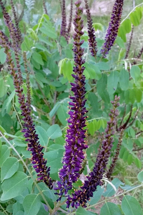 Indigo Bush (Amorpha Fruticosa) - 3 Gallon Pot - Image 6