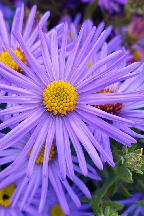 Raydon's Favorite Aromatic Aster (Aster Oblongifolius) - 1 Gallon Pot