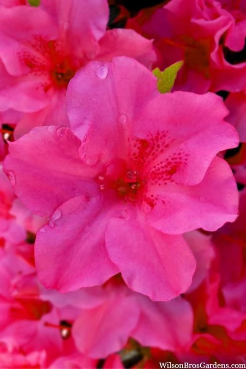 Pink Explosion Bloom 'N Again Azalea - 2 Gallon Pot - Image 5