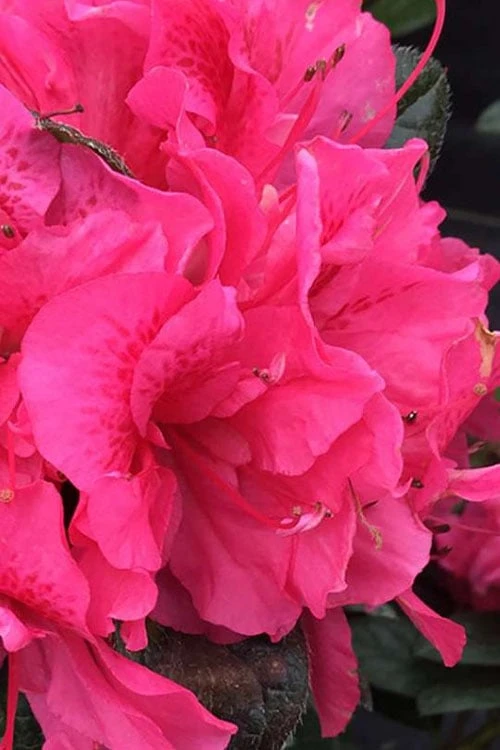 Perfecto Mundo Double Dark Pink Reblooming Azalea - 3 Gallon Pot - Image 4