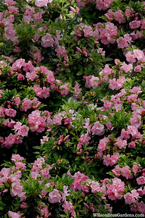 Perfecto Mundo Double Pink Reblooming Azalea - 3 Gallon Pot - Image 6
