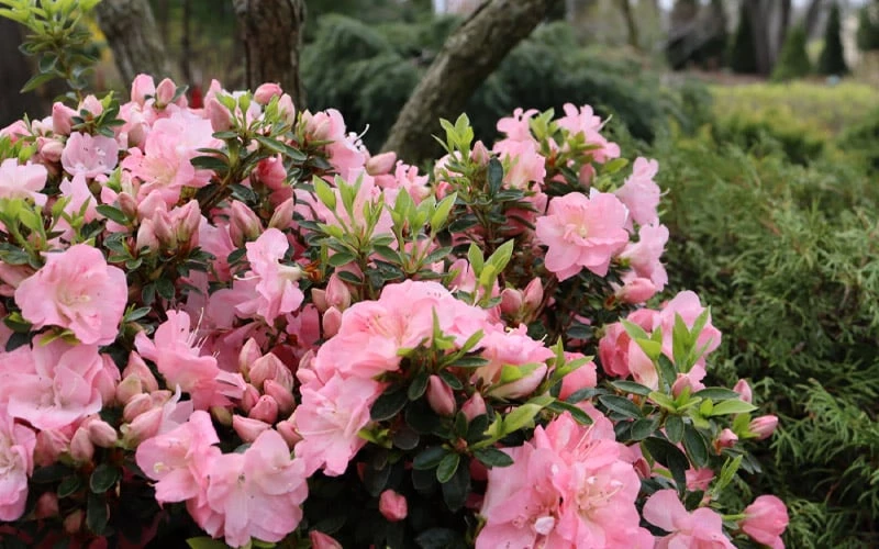 Perfecto Mundo Double Pink Reblooming Azalea - 3 Gallon Pot - Image 4