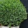 Korean Dwarf Boxwood - Buxus Sinica Var. Insularis 'Nana' - 1 Gallon Pot