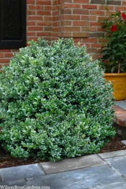 Gordo Boxwood - 6 Pack Of 1 Gallon Pots