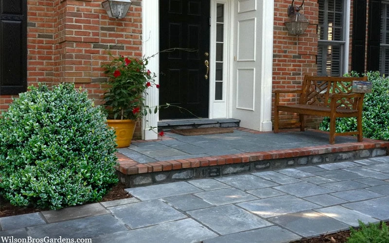 Gordo Boxwood - 1 Gallon Pot - Image 6