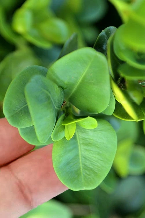 Gordo Boxwood - 1 Gallon Pot - Image 4