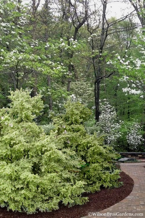 Elegans Variegated Boxwood - Buxus Sempervirens 'Elegantissima' - 6 Pack Of 1 Gallon Pots - Image 6