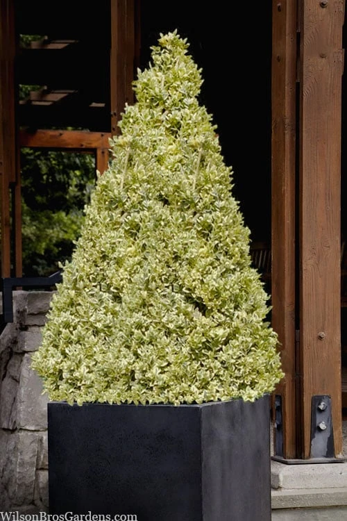 Elegans Variegated Boxwood - Buxus Sempervirens 'Elegantissima' - 6 Pack Of 1 Gallon Pots - Image 5