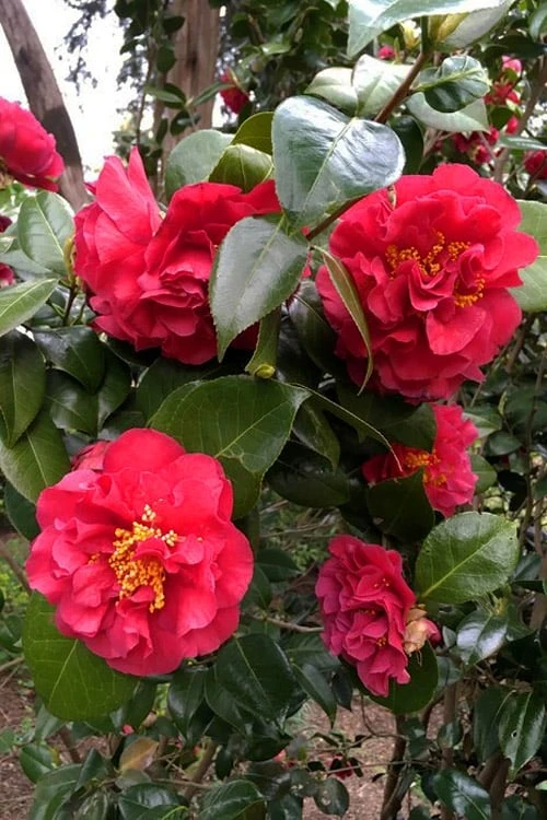 Turandot Camellia Japonica - 7 Gallon Pot - Image 4