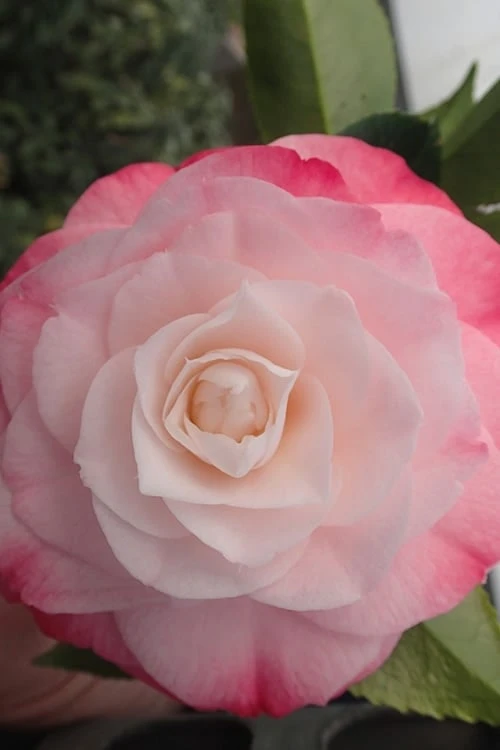 Desire Camellia Japonica - 3 Gallon Pot - Image 4