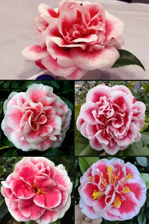 Irrational Exuberance Camellia Japonica - 1 Gallon Pot - Image 4