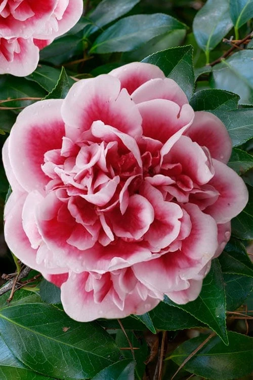 Irrational Exuberance Camellia Japonica - 1 Gallon Pot - Image 6