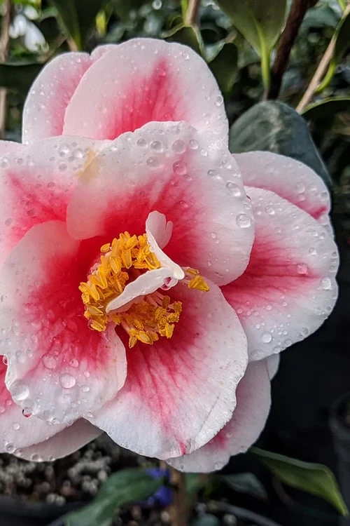 Sadaharu Oh Camellia - 7 Gallon Pot (3-4') - Image 5