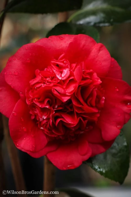 Professor Sargent Camellia Japonica - 3 Gallon Pot - Image 4